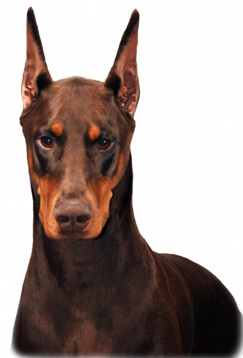 Schohaus Dobermans-Envy