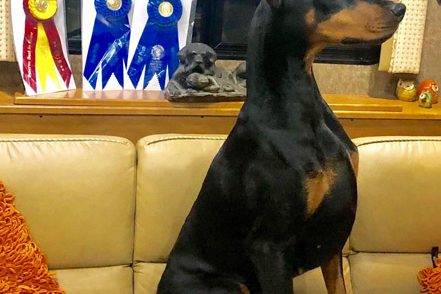 GCh. Schohaus Let the Sunshine In