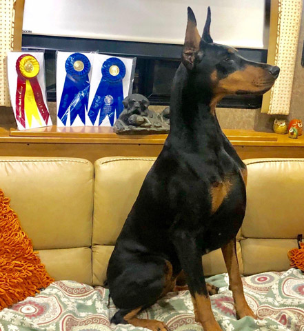 GCh. Schohaus Let the Sunshine In